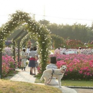 大阪gardenのサプライズプロポーズ 浜寺公園