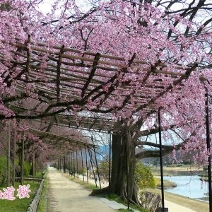 大阪gardenのサプライズプロポーズ なからぎの道