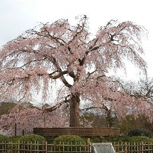 大阪gardenのサプライズプロポーズ 円山公園
